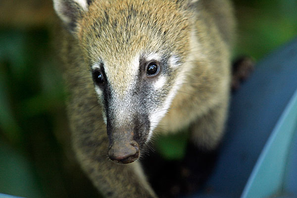 La forêt subtropical est l'habitat d'une faune dont le Coati fait partie.