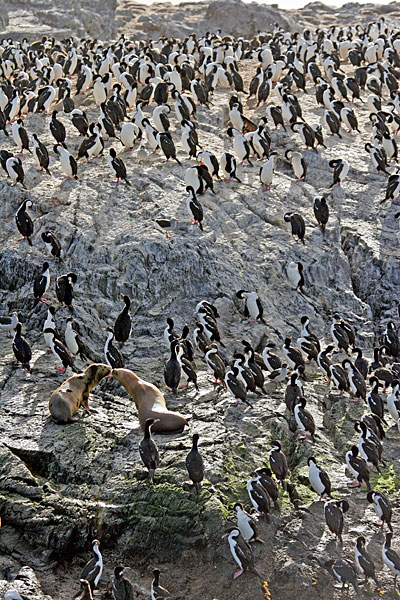 Cormorans impériaux.