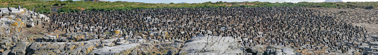 Colonie de cormorans impériaux.