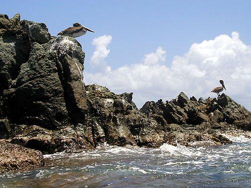 L'île aux Pélicans, ils sont attirés par les petits poissons qui trainent dans les coraux autour de l'Ile