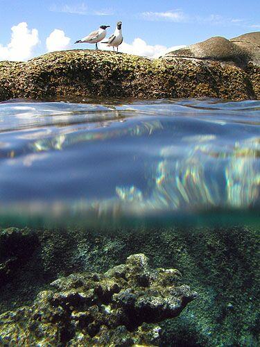 Mouettes rieuses et coraux