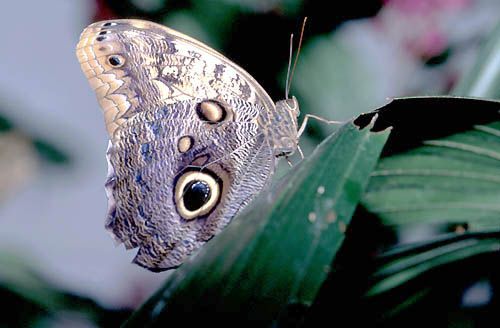 Au Conservatoire des papillons des Chutes du Niagara