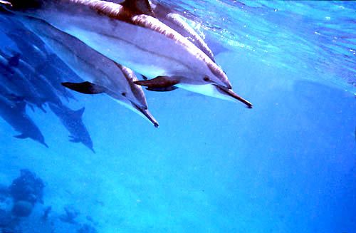 Les dauphins de Samadai