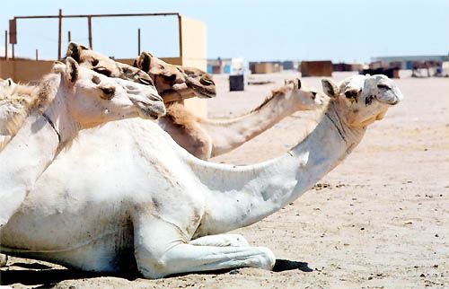 Shelatin est un énorme marché aux dromadaires à la frontière soudanaise