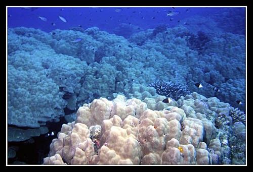 Le corail dur est particulièrement impressionnant au Fury Shoal