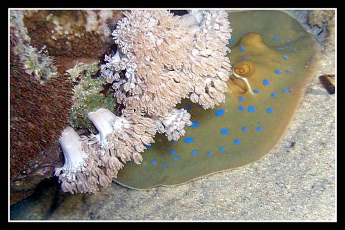 Raie pasténague à taches bleues