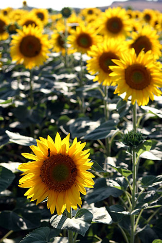 ... en traversant quelques tournesols ...