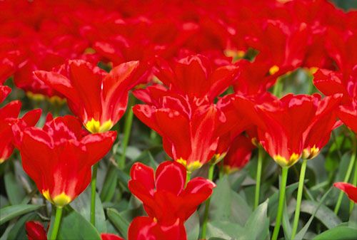 tulipes2