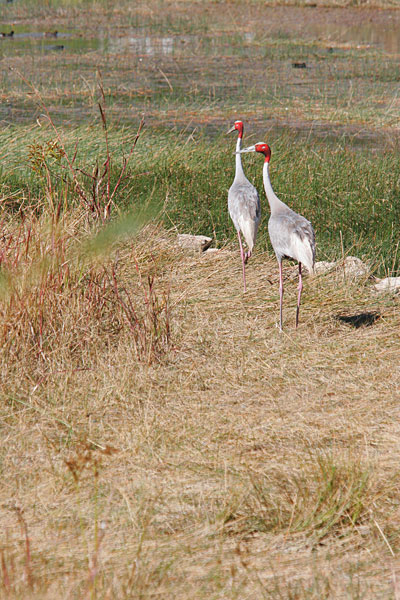 Grue antigone. Rare, il est le plus grand oiseau volant du monde.