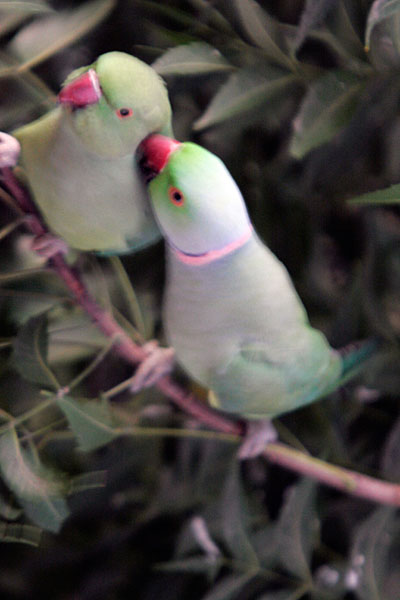 Perruches amoureux !