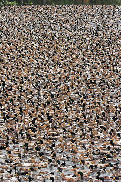 Incroyable concentration de canard sur la rivière.