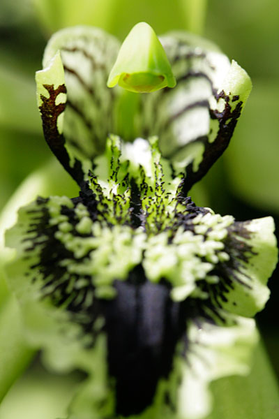 La rarissime orchidée noire
