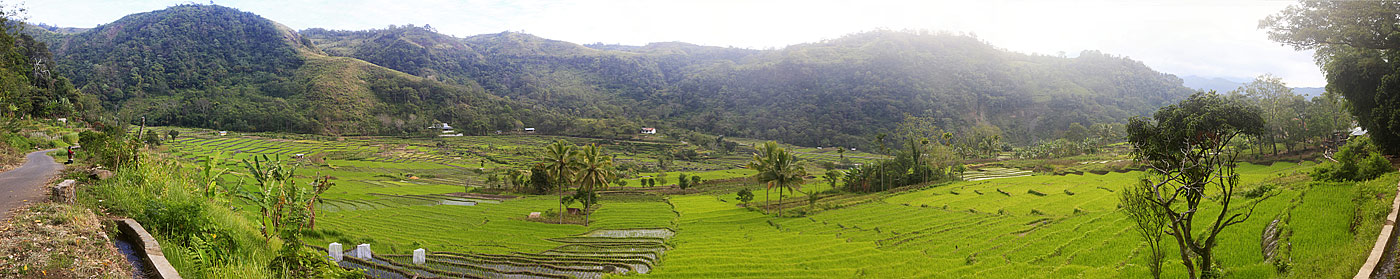 Rizières en terrasse