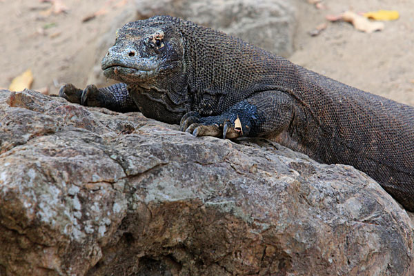 Le dragon vit uniquement sur les îles de Komodo et Rinca, en Indonésie.