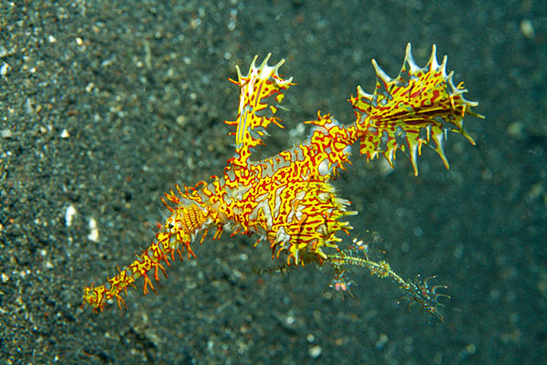 Poisson fantôme arlequin (et son bébé)