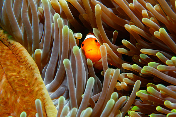 Poisson clown à 3 bandes (Nemo)