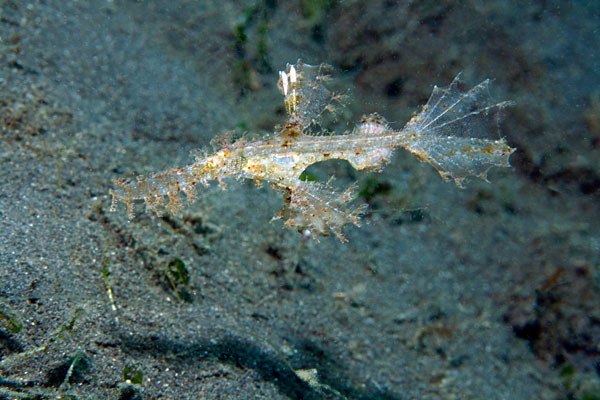 Poisson fantôme arlequin