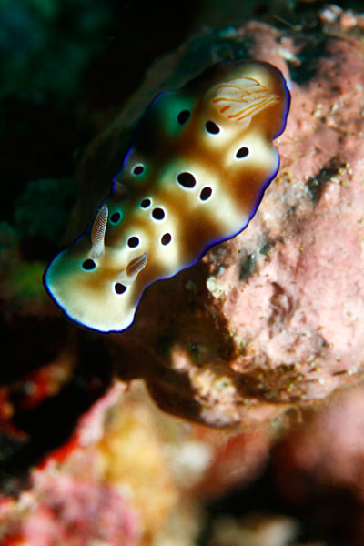 nudibranche
