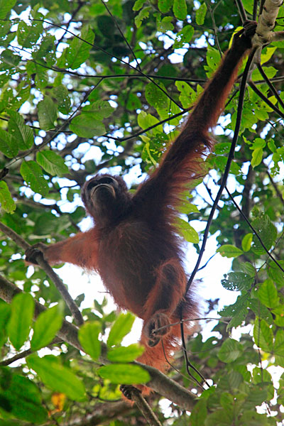 Les orang outans parcourent de très longues distances dans une journée, passant d'arbre en arbre, à la recherche de leur nourriture. Ils fabriquent un nouveau nid chaque soir.