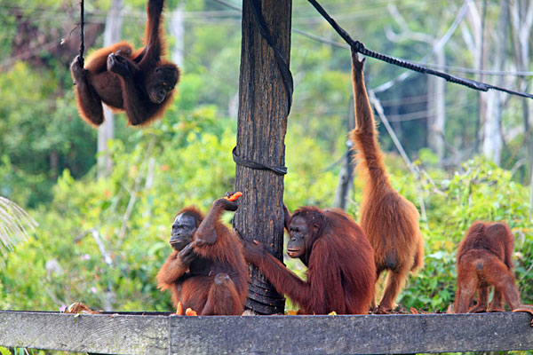 Centre de réhabilitation. Du fait de leur ancienne captivité, ces orang outans sont encore en mauvaise santé. L'espèce est en voie de disparition à cause du braconnage et de la destruction de leur habitat (notamment due à la coupe massive de forêt primaire pour la plantation des palmiers sources d'huile de palme).