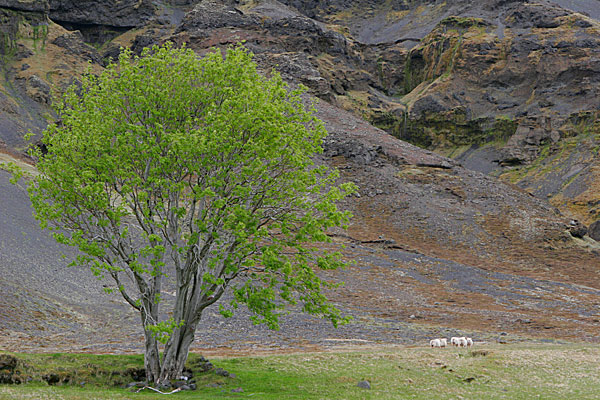Proverbe islandais: si tu es perdu dans la forêt, léve toi :-) Il n'y pratiquement pas d'arbres en Islande.