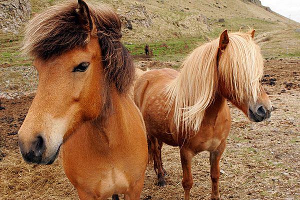 Le cheval islandais est une race très particulière. Il est surtout élevé pour sa viande.