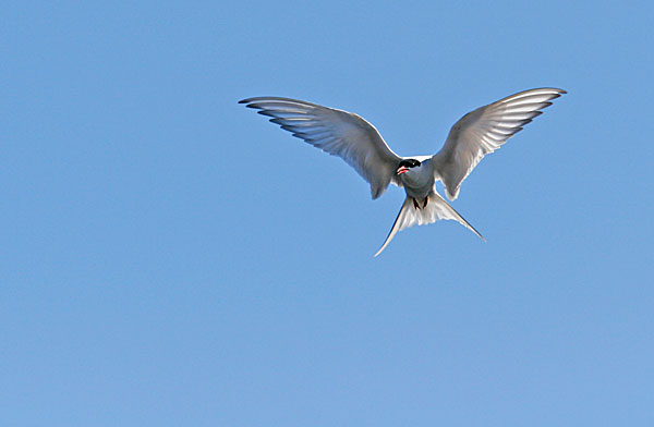 La sterne arctique est très répandue en Islande. Il s'agit du migrateur qui voyage le plus dans l'année, reliant les 2 pôles, soit 20.000 KM !