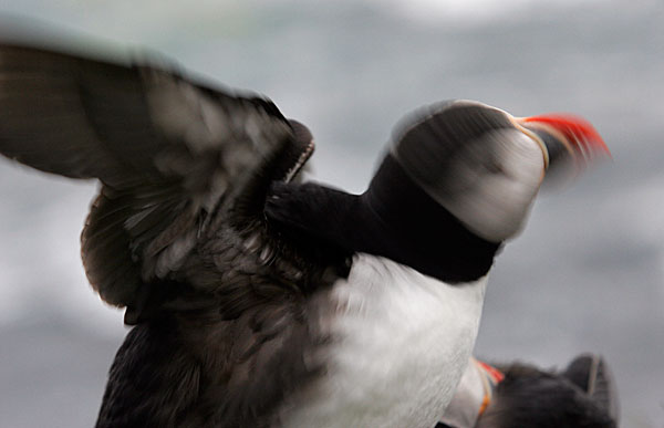 Les macareux sont de bien piètres voleurs. Ils ont besoin d'habiter en haut d'une falaise car leur envol commence par une chute libre qui ne s'arrête que très prés de l'eau. Revenir est un calvaire: il faut alors courir pendant plusieurs secondes sur l'eau avant que l'envol devienne possible. Il ne faut pas rater l'atterrissage car sinon, il faut repartir à la mer pour ne revenir que bien plus tard !