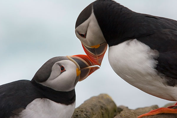 Des bisous ? Eh bien non, il s'agit d'un comportement social. Les macareux passent 9 mois en mer et reviennent toujours au même terrier, se retrouver en couple (les couples sont formés pour la vie). Ces "baisers" sont un marquage de territoire pour signifier aux autres que la place est prise. Cependant, on peut trouver 3 ou 4 individus faire des "câlins". Il s'agit alors de marquer ensemble le territoire avec ses voisins et de faire bons amis.