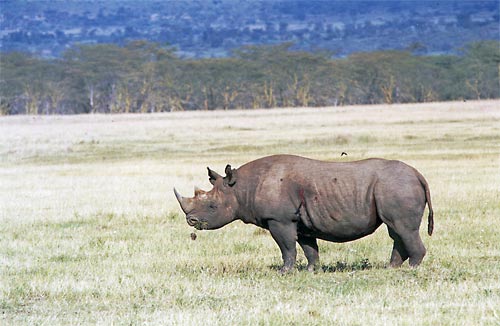 Rhino blanc