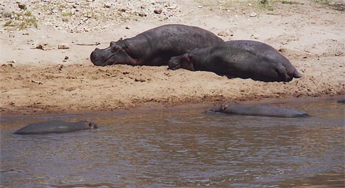 L'Hippopotame est l'animal qui tue le plus d'hommes au monde !