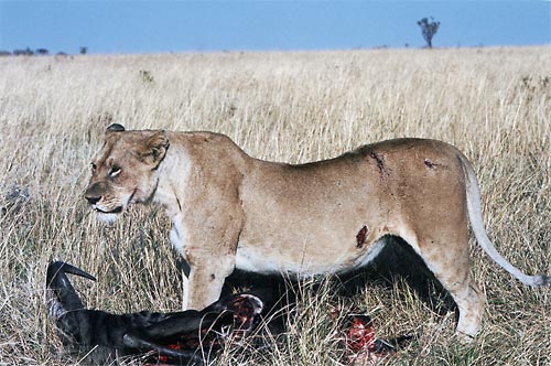 Petit déjeuner de Lionne. Vu ses blessures, elle a dû se battre pour garder son buffle.