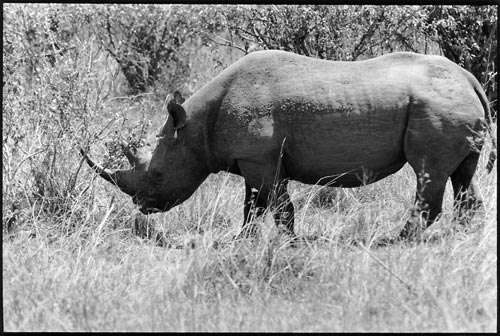 Un rhinocéros noir, très rare au Mara