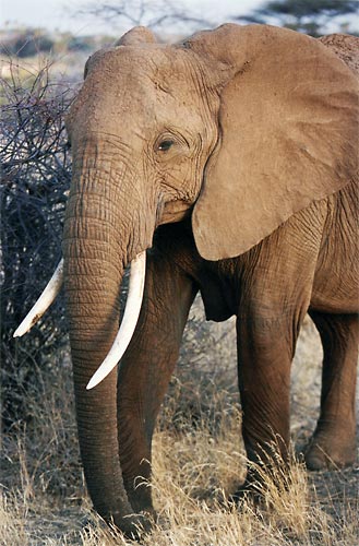 elephant