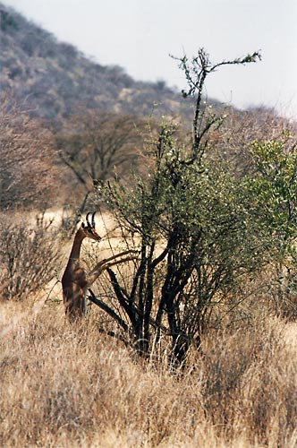 Le Gerenuk est la seule gazelle capable de se tenir sur ses pattes arrières