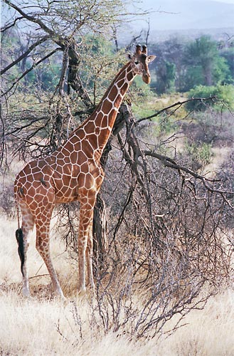 Girafe réticulée