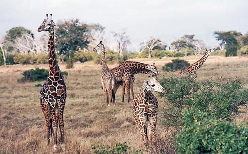 giraffes