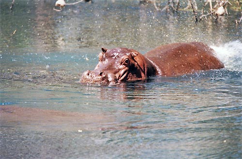 hippo