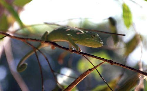 Caméléon