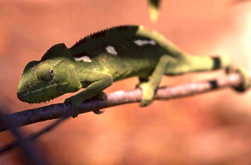 Caméléon
