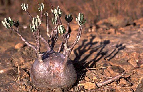 Pachipodium