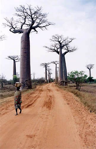 L’allée des Baobabs
