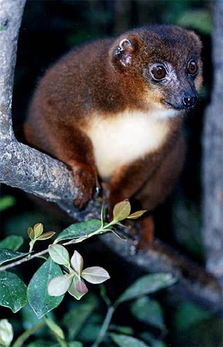 Maki à ventre roux femelle