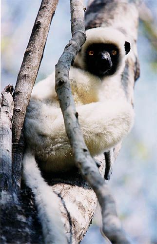 Propithèque de Verreaux