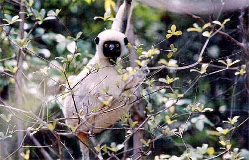 Propithèque de Verreaux