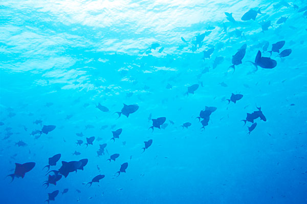 Les bains de baliste à dents rouges sont monnaie courante aux Maldives.
