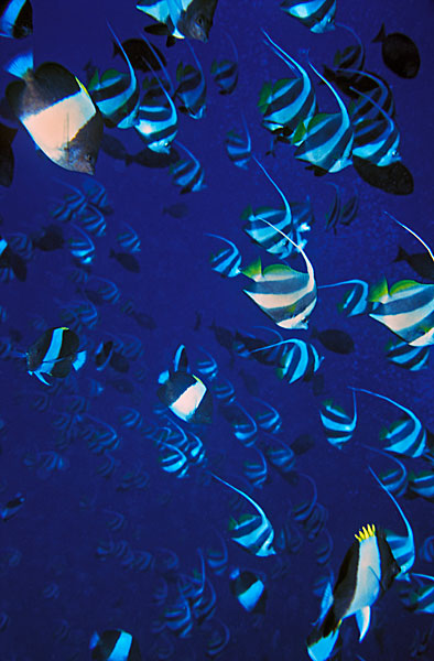 Poissons cocher fantôme