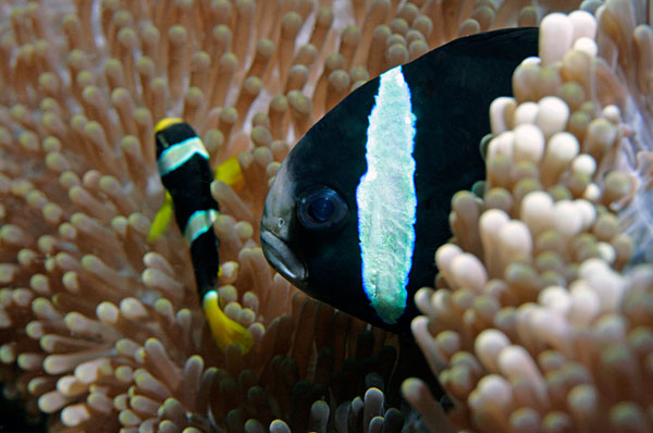 Poisson clown de Clark