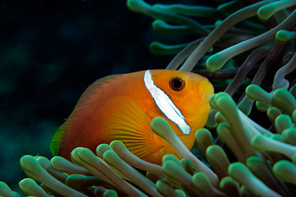 Poisson clown des Maldives