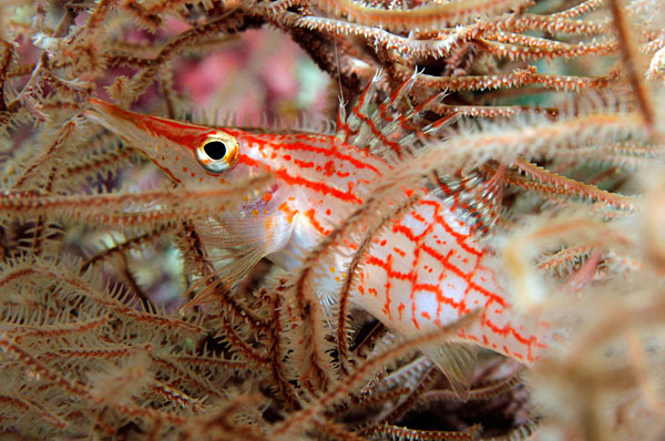 Poisson faucon à long nez.